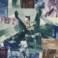 moth on the headlight